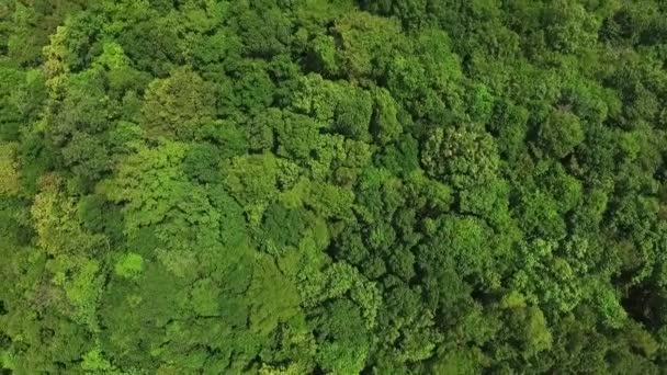 Flygfoto av gröna träd toppar i skogen på vilda ön — Stockvideo