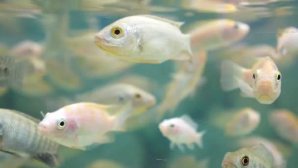 Fish in Aquarium Closeup — Stock Video