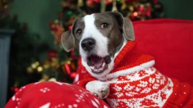 Evde oturup Noel süveteri giyen tatlı köpek ziyafeti çekiyor.