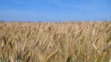 Altın buğday tarlası ve mavi gökyüzü. İdealist Doğa Manzarası.
