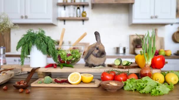Кролик і свіжий зелений салат крупним планом на дерев'яний стіл на сільській кухні . — стокове відео