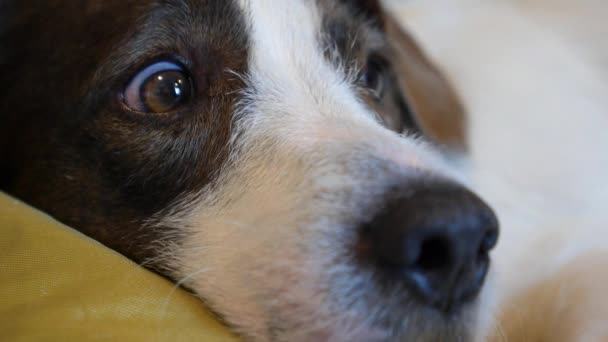 Симпатичная собачья морда с тревожными глазами — стоковое видео