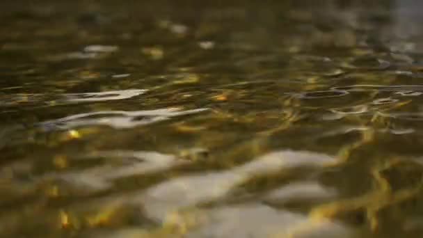 Rimpelwateroppervlak in de vijver — Stockvideo