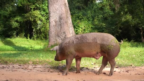 Sale cochon rose marchant à l'extérieur 