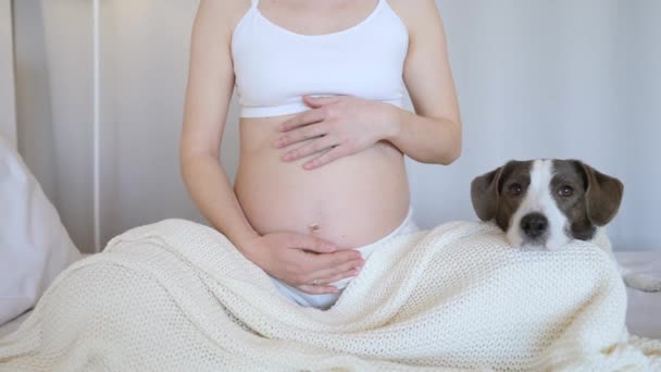 Terhesség, Emberek és Háziállatok Koncepció - Terhes nő pihen az ágyban kutyával otthon — Stock videók