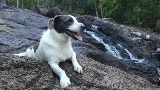Σκύλος αναπαύεται σε καταρράκτη στο δάσος — Αρχείο Βίντεο