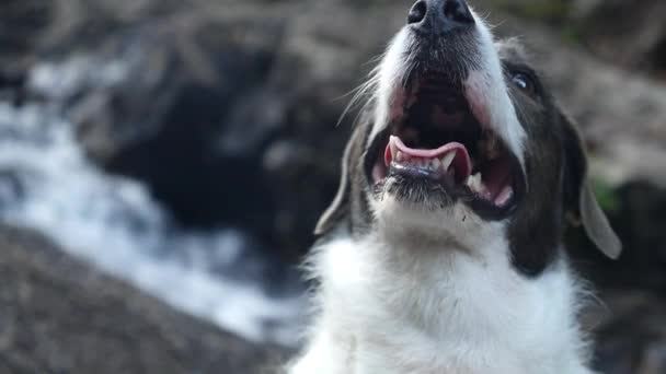 Gelukkig actieve hond buiten bij Waterval — Stockvideo