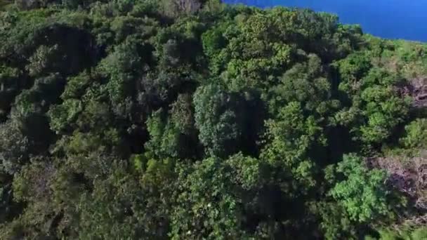 Летающие самолеты уничтожают зеленый лес на острове — стоковое видео