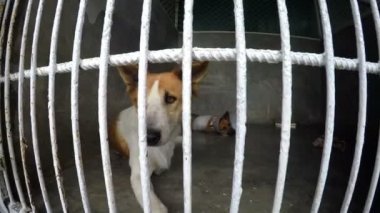 Hayvan Barınağında Terk Edilmiş Köpekler