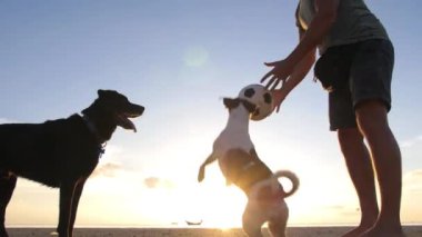 Jack Russell Terrier Köpek Sunset 'te sahilde oynuyor.