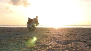 Jack Russell Terrier Köpek Sahilde Top Oynuyor