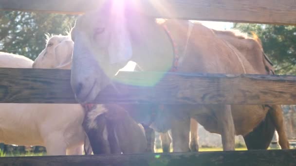Вітчизняні кози на фермі. 4-кілометровий . — стокове відео