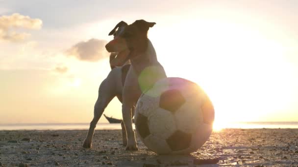 Jack Russell Terrier jugando con pelota en la playa — Vídeo de stock