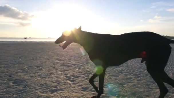 Gün batımında sahilde çalışan köpek — Stok video