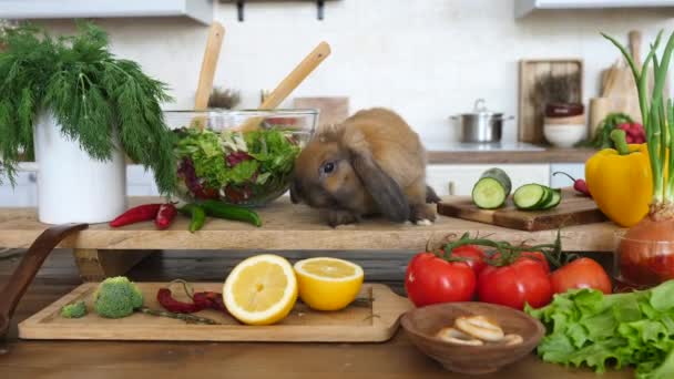 Coelho bonito ajudando a cozinhar salada de legumes frescos na cozinha — Vídeo de Stock