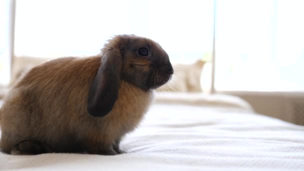 Sluiten van huiselijke konijn op bed — Stockvideo