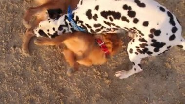 Köpekler kumsalda oynuyor. Yavaş Hareket.