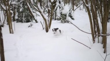 Kışın ormanda karda koşan köpek. Yavaş Hareket.