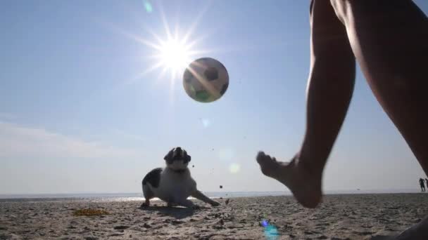 Güneşli bir günde sahilde komik köpek futbol oynuyor. — Stok video