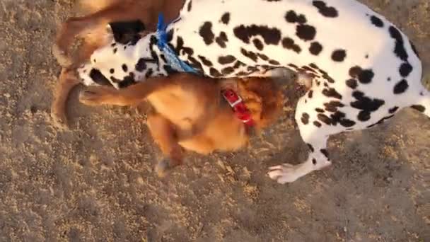 Cani che giocano a Sand at Beach. Rallentatore . — Video Stock