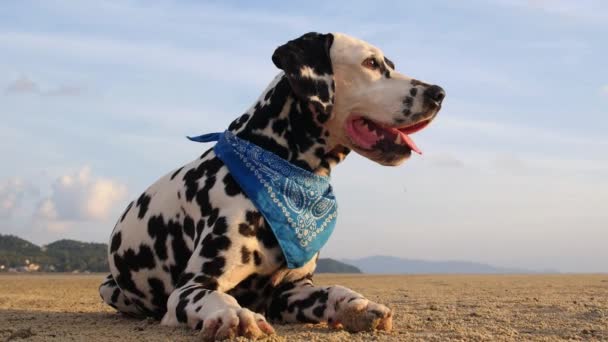 Dalmatian Dog Resting on Beach at Sunset — Stock Footage Dalmatian Dog Resting on Beach at Sunset Royalty Free Stock Video