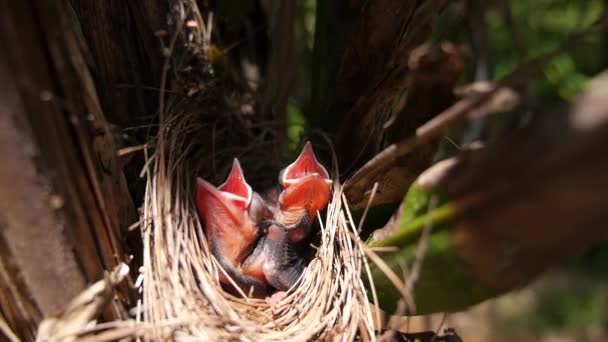 Pequeño anidamiento hambriento en el nido de aves en el árbol — Vídeo de stock