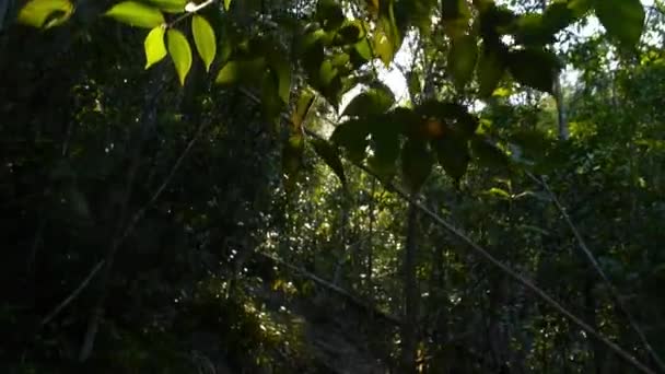 Rayons de lumière du soleil versez à travers les feuilles dans la forêt tropicale de Thaïlande — Video