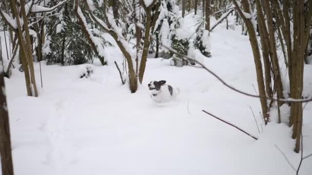 Perro corriendo en la nieve en el bosque de invierno. Moción lenta . — Vídeos de Stock