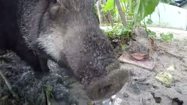 Big Wild Boar Snout Closeup — Vídeo de Stock