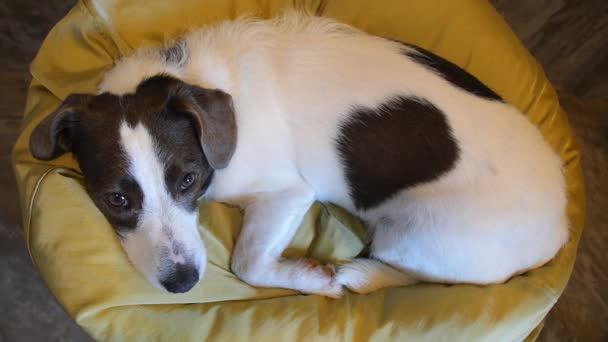 Υπέροχο σκυλί αναπαύεται στον καναπέ εσωτερικούς χώρους — Αρχείο Βίντεο