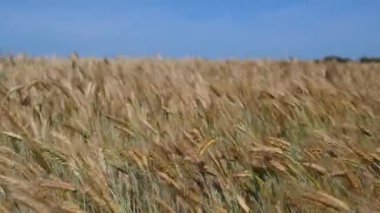 Olgun Buğday Kulakları Mavi Gökyüzüne Karşı Rüzgarda Sallanıyor.