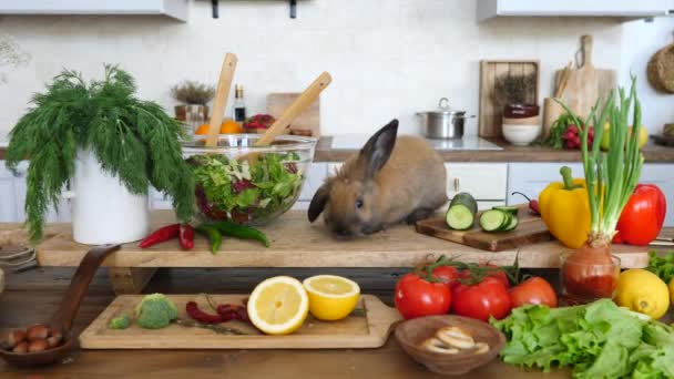 Chef de conejo cocinando ensalada fresca en la cocina. Concepto de dieta saludable . — Vídeo de stock