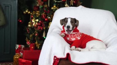 Köpek esneme, örgü süveter giyme ve Noel kutlamasını bekleme.