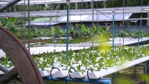 Organic Lettuce Plants or Salad Tumbuh dari Hidroponik di Peternakan Hijau — Stok Video