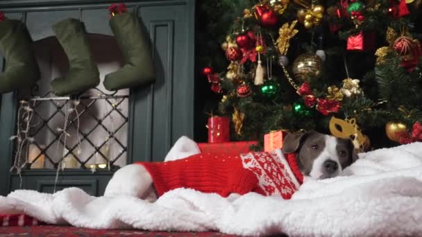 Hund I Stickan Tröja Liggande Under Julgranen Hemma Nära Öppen spis. — Stockvideo