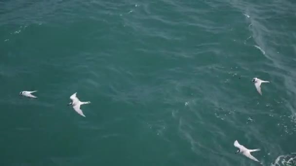 Gaviota volando sobre el mar — Vídeos de Stock