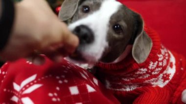 Noel süveteri içinde köpek maması yiyor. Yakın plan.