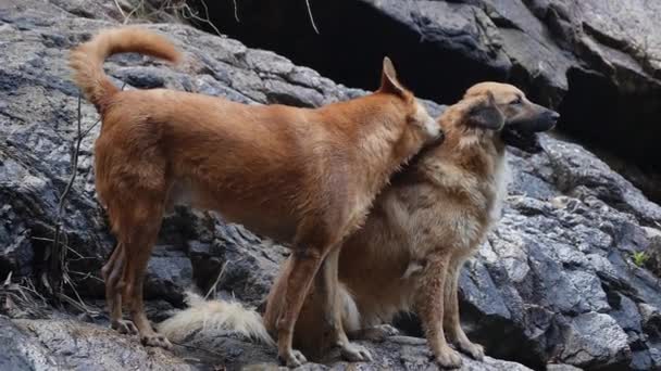 恋爱中的两只狗 — 图库视频影像