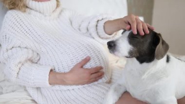 Hamile Kadın Göbeği ve Köpek Geleceğin Genç Annesine Sevgiyle Bakıyor.