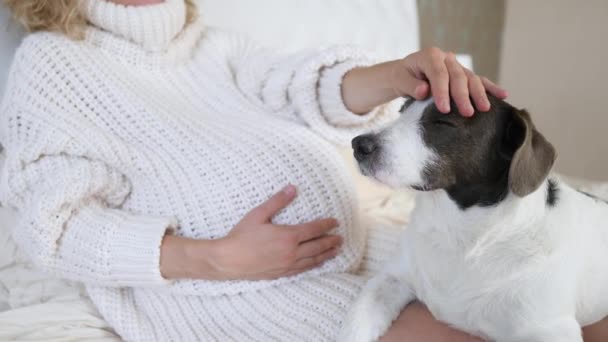 Terhes nő has és kutya nézi a fiatal jövő anya szeretettel. — Stock videók