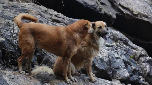 愛のアウトドアでロマンチックな犬のカップル — ストック動画