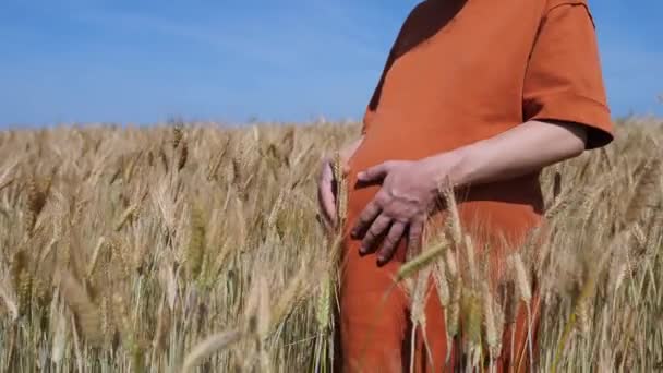 Έγκυος κορίτσι στον τομέα του σιταριού στο ηλιοβασίλεμα — Αρχείο Βίντεο