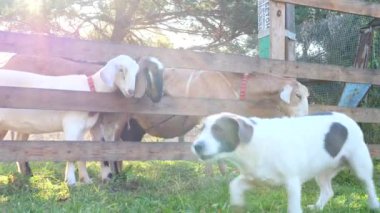 Çiftlikte keçilere havlayan köpek. 4k.