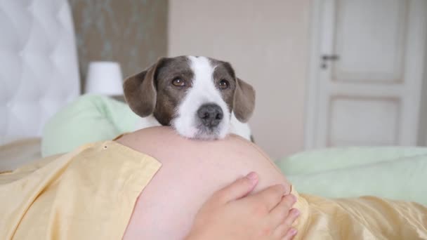 Szoros kép a terhes nőkről és kutyákról, amint a pocakján fekszenek. — Stock videók