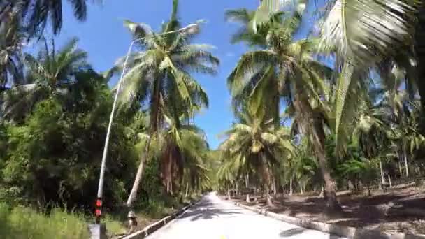 Jungle Road met palmbomen tegen de zonnige blauwe lucht — Stockvideo