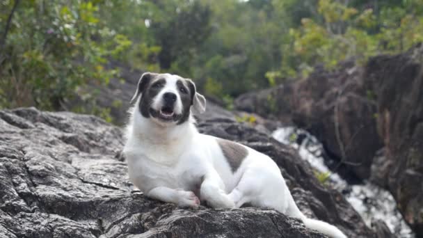 Mooie hond rustend in het park buiten — Stockvideo