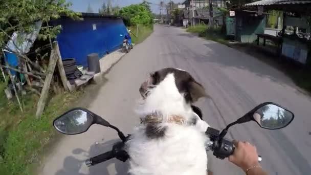 Legrační pes řízení motocykl na silnici — Stock video