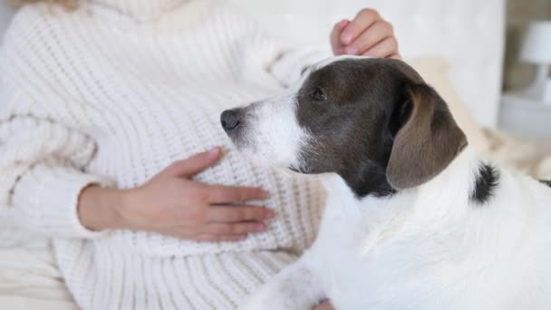 Femme enceinte en pull tricoté caressant son chien . — Video