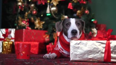 Noel 'i Kutlayan Köpek Hediyelerle Yatıyor