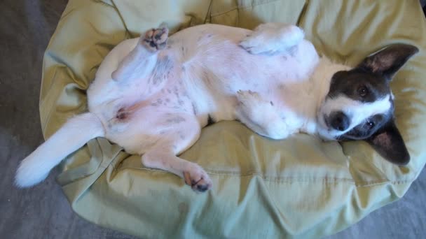 Vtipný pes ležící na fazolovém sáčku na zádech — Stock video